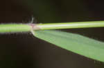 Sweet vernalgrass